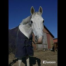 Arabisk fuldblod (OX) Triumph OX