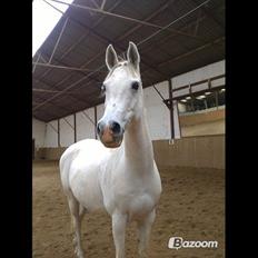 Arabisk fuldblod (OX) Triumph OX