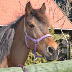 New Forest Megan (Megx)