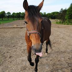 Traver Kandis V P (Candy)