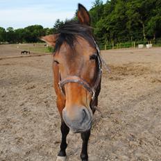 Traver Kandis V P (Candy)