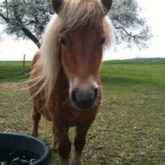 Anden særlig race Fila af Brobygaard