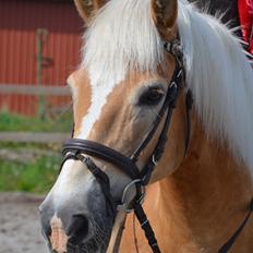 Haflinger Nich Kastanjegård