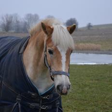 Haflinger Nich Kastanjegård