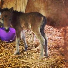 Anden særlig race Cira (udlånt)