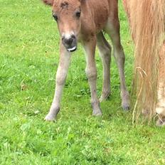 Anden særlig race Cira (udlånt)