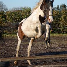 Anden særlig race Skonhøjs Special - Solgt