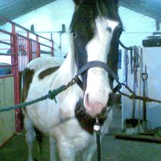 Anden særlig race Skonhøjs Special - Solgt