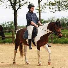 Welsh Cob (sec D) / Pinto - Skovbjerggårds Lukas (SOLGT)