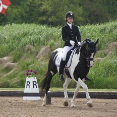 Pinto Lyngholms Maddie<3 B-pony
