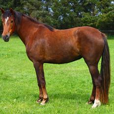 New Forest Calandias Bright Star