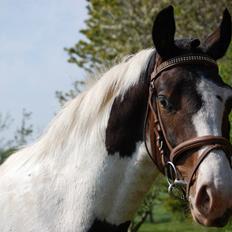 Anden særlig race Skonhøjs Special - Solgt