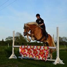 Haflinger Nasti-D HAH 25 AVLSHINGST