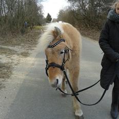 Anden særlig race Callie