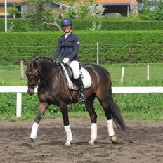 Dansk Varmblod Elmegaard´s Quote Me