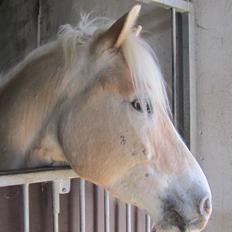 Tyroler Haflinger Anthony's Apollo
