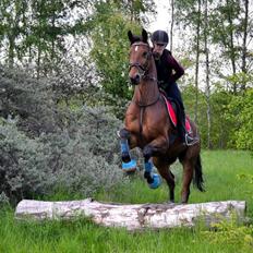 Trakehner  Klosterhedens why not (Notti) <3