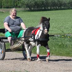 Shetlænder Nini. *Baby*