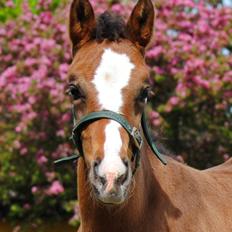 Dansk Varmblod Celina L