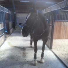 Anden særlig race No Black Boy