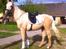 Palomino Lando Blue *PANDA* - Lando Blue - Nu med udstyr, mangler vist bare lige rytteren...