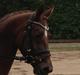 Anden særlig race Layla <3 my soulmate <3 I miss you :( <3