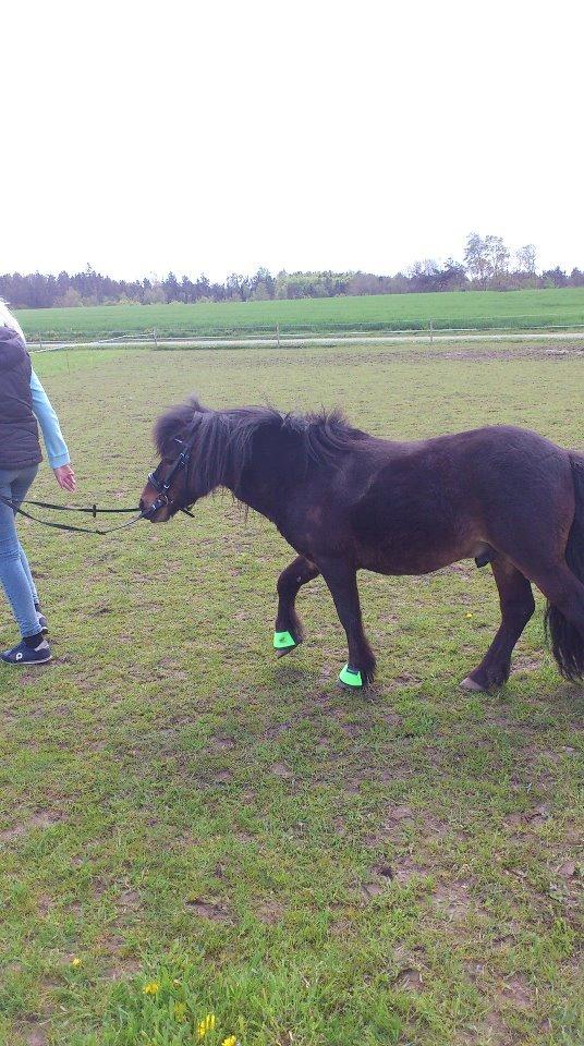Anden særlig race Little Jack billede 2