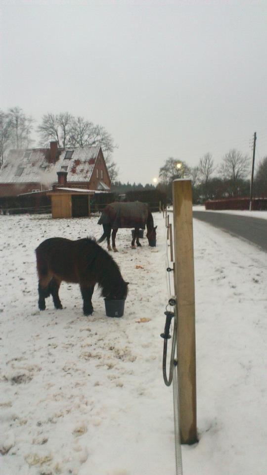 Anden særlig race Little Jack billede 6