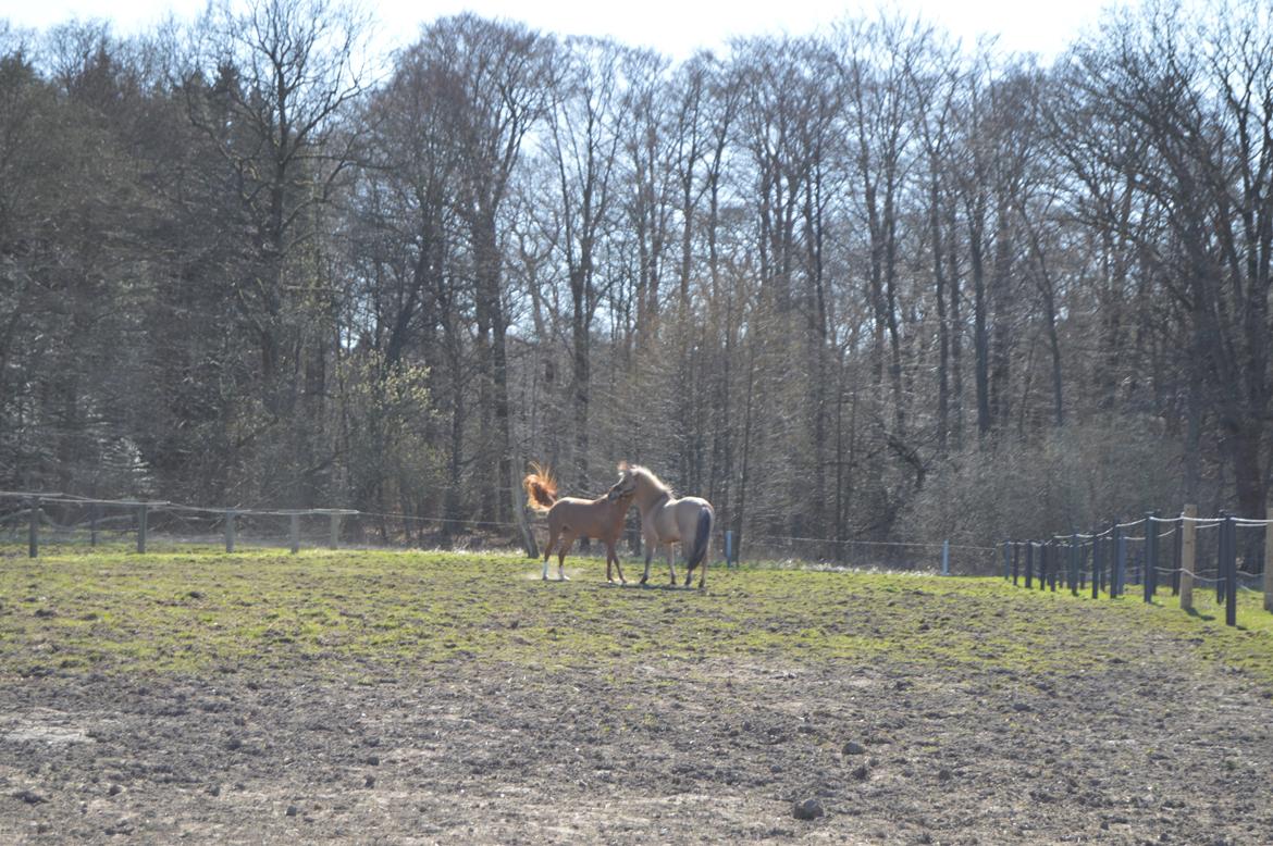 Welsh Partbred (Sec F) Sweet About Me billede 18