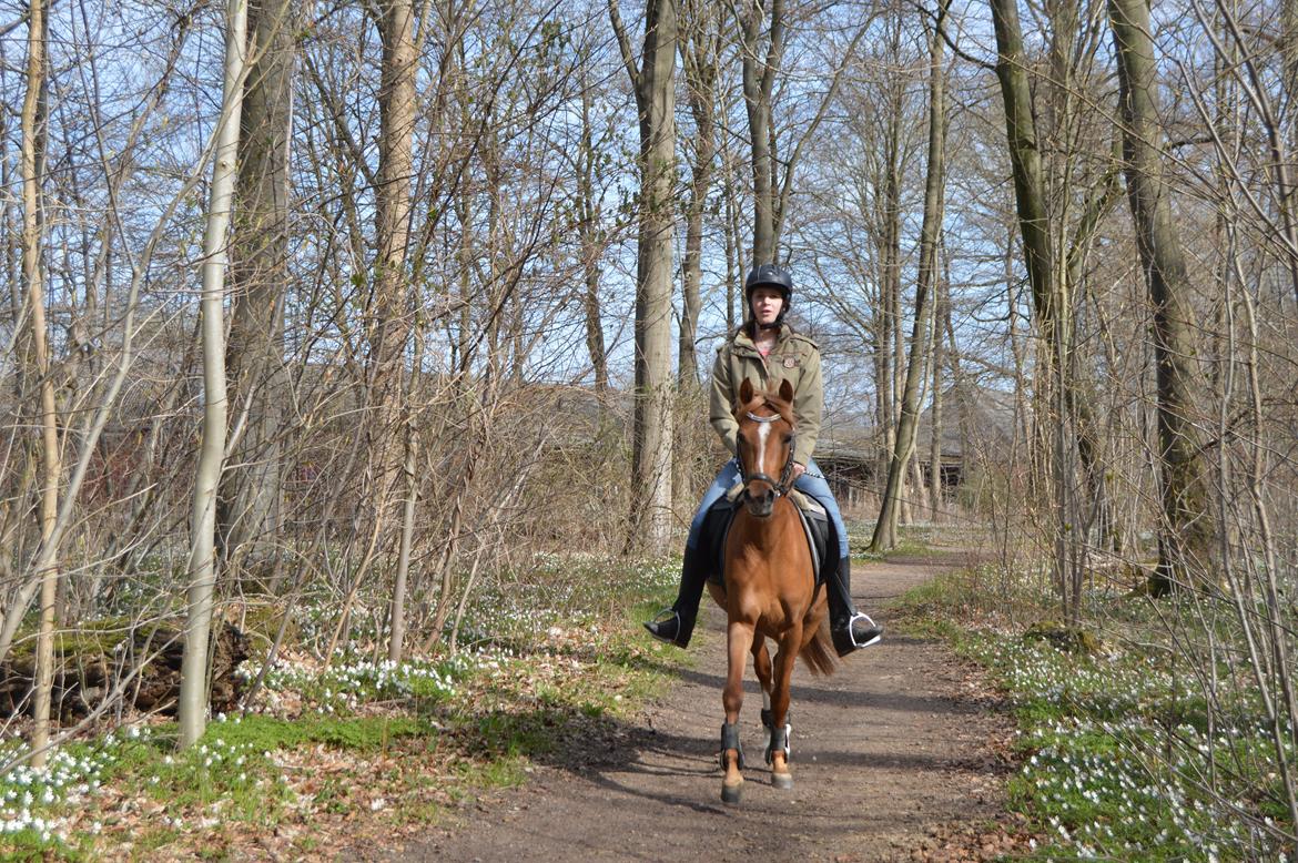 Welsh Partbred (Sec F) Sweet About Me billede 19