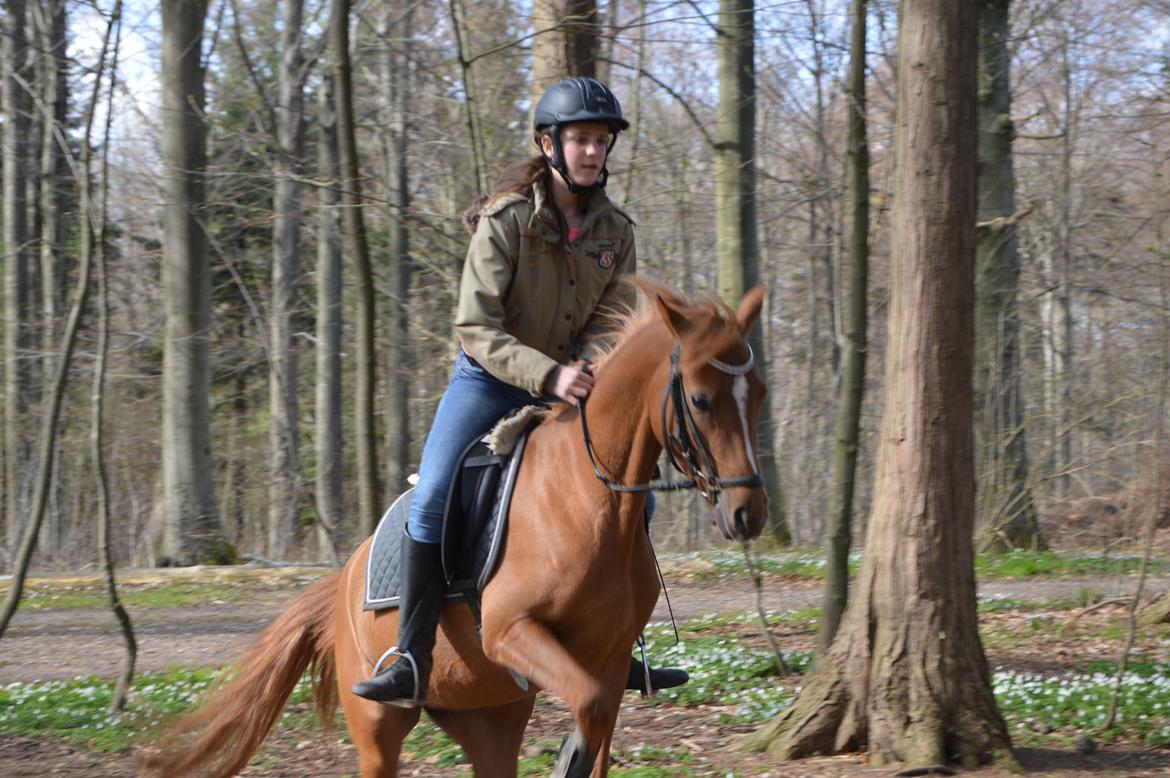 Welsh Partbred (Sec F) Sweet About Me billede 20