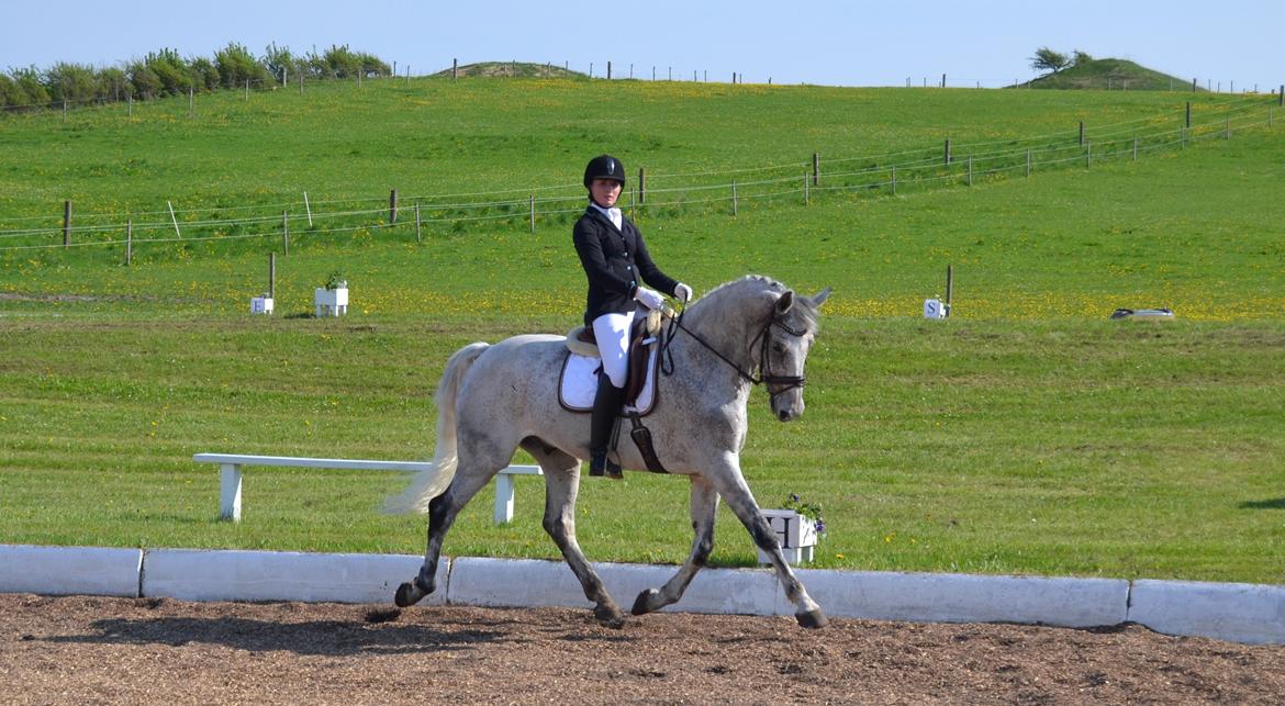 Holstener Caprillio - 3# Caprillio og jeg til stævne i Løgstør =) billede 3