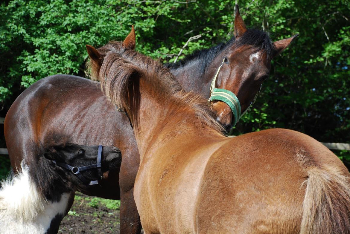 Miniature Shetlænder lille hesten - drengene giver comtesse opmærksomhed d. 23 maj 2013 billede 14