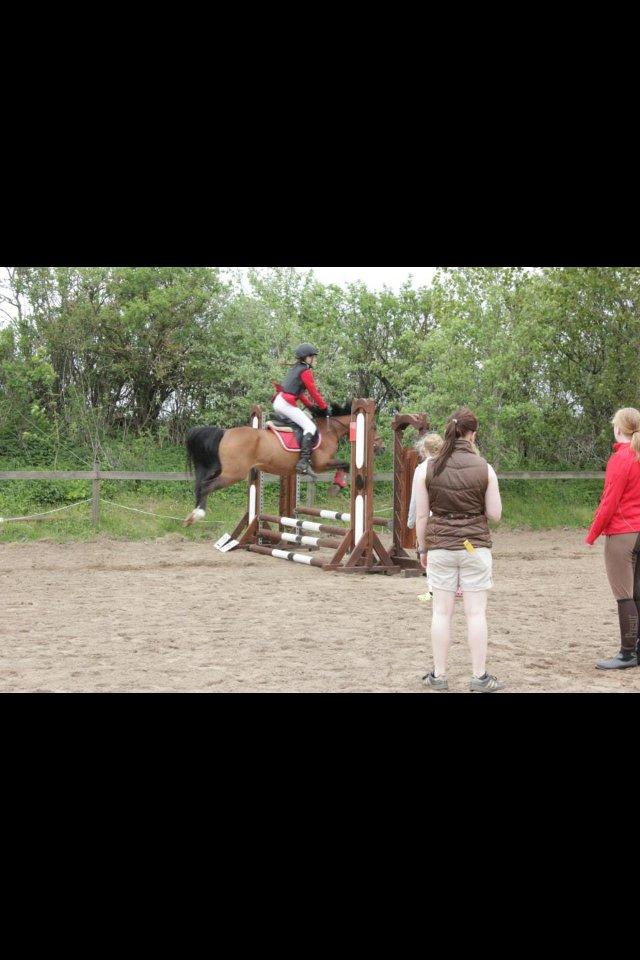 Anden særlig race Tøsen - Til kommunemesterskabet. billede 6