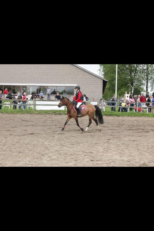 Anden særlig race Tøsen - Til kommunemesterskabet. billede 9