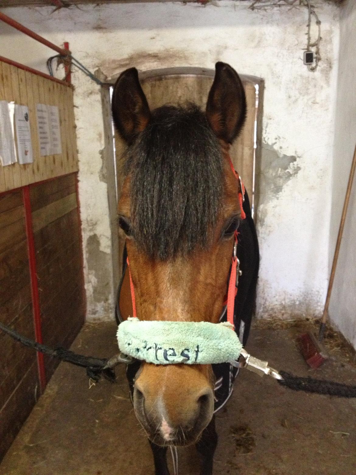 Anden særlig race Tøsen - Tøsen på staldgangen. billede 10