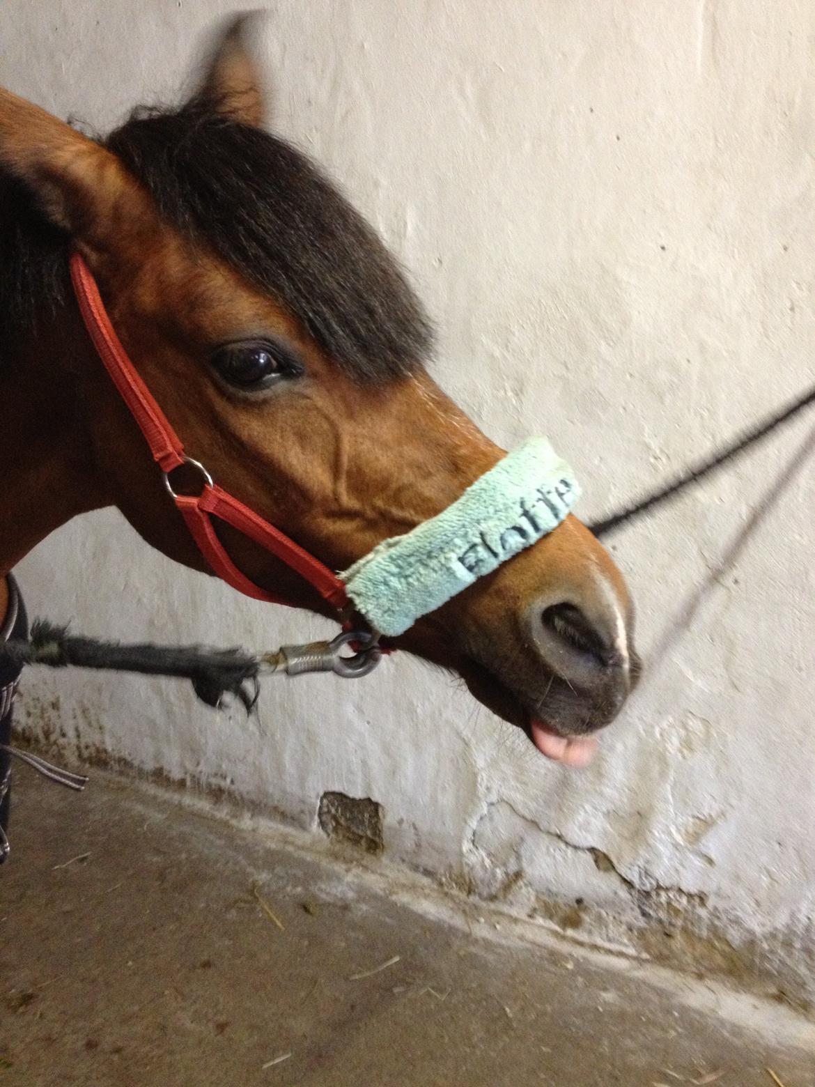 Anden særlig race Tøsen - Tøsen rækker tunge. billede 11