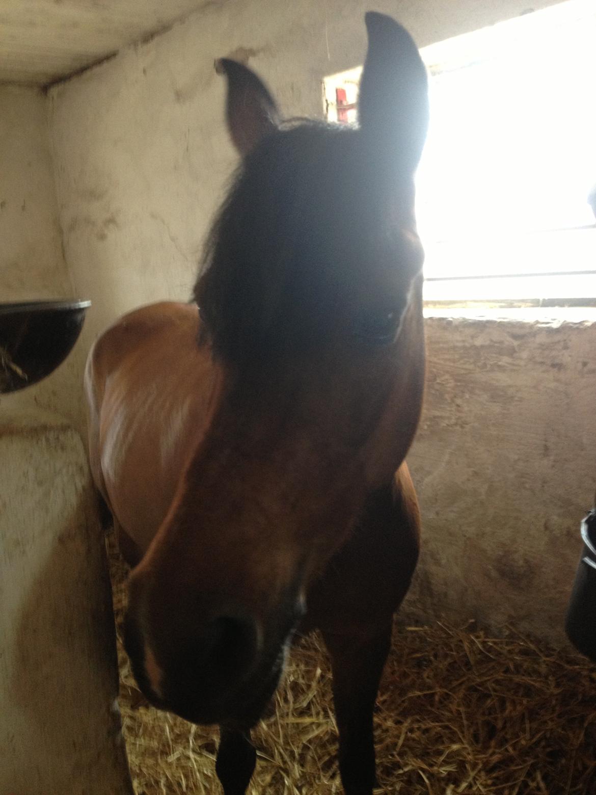 Anden særlig race Tøsen - Tøsen inde i poxen. billede 12