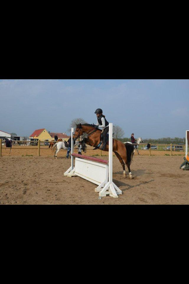 Anden særlig race Tøsen - Til undervisning på Tøsen ved Sonny. billede 14