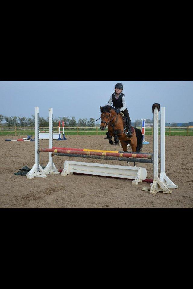 Anden særlig race Tøsen - Til undervisning på Tøsen ved Sonny. billede 15