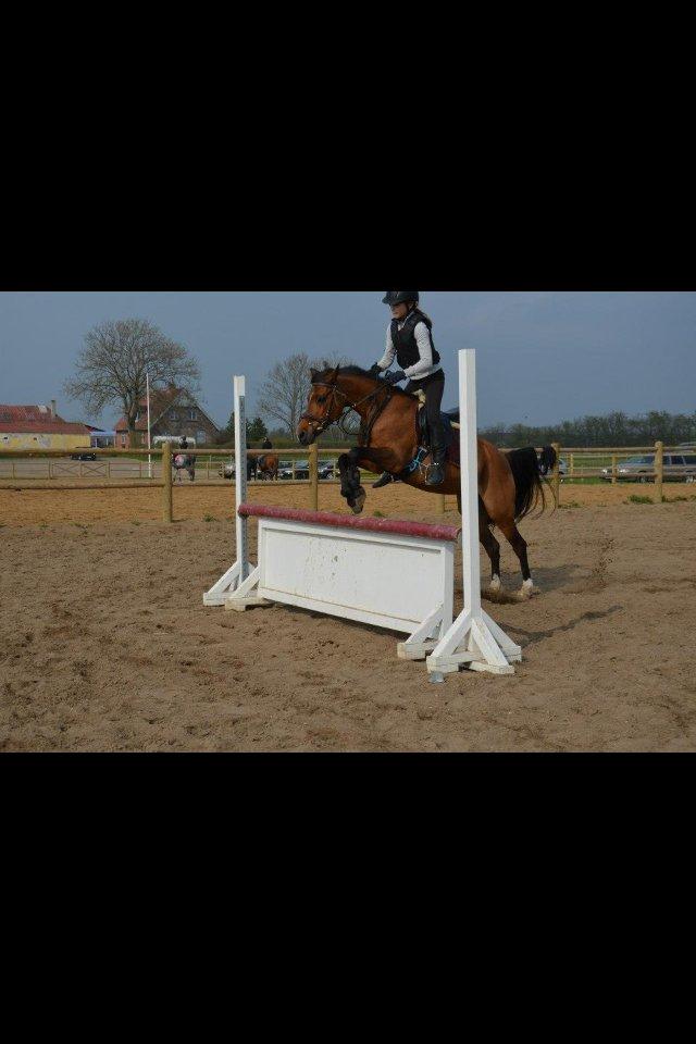 Anden særlig race Tøsen - Til undervisning på Tøsen ved Sonny. billede 16