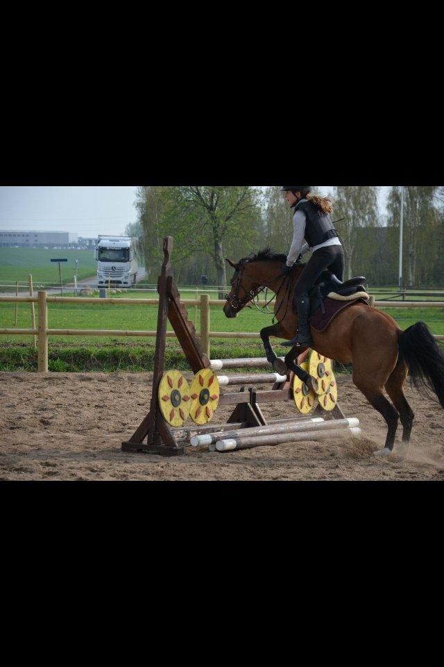 Anden særlig race Tøsen - Til undervisning på Tøsen ved Sonny. billede 17