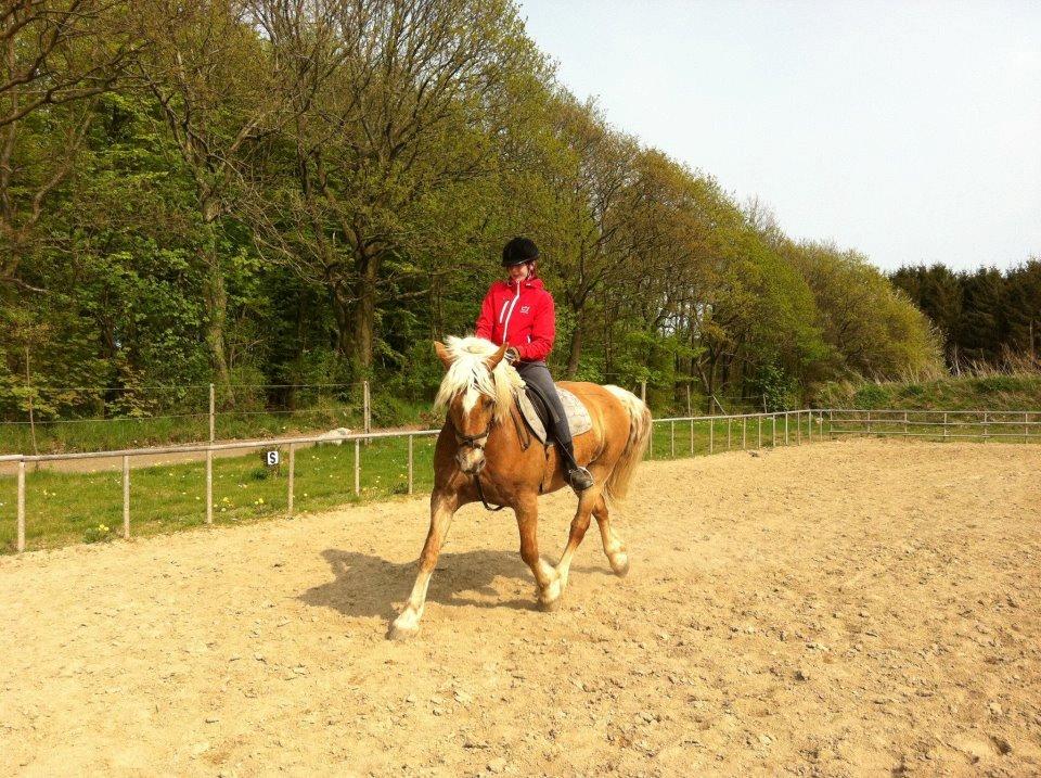 Haflinger Bamse - Undervisning sommeren 2011 - foto taget af: Line Larsen billede 3