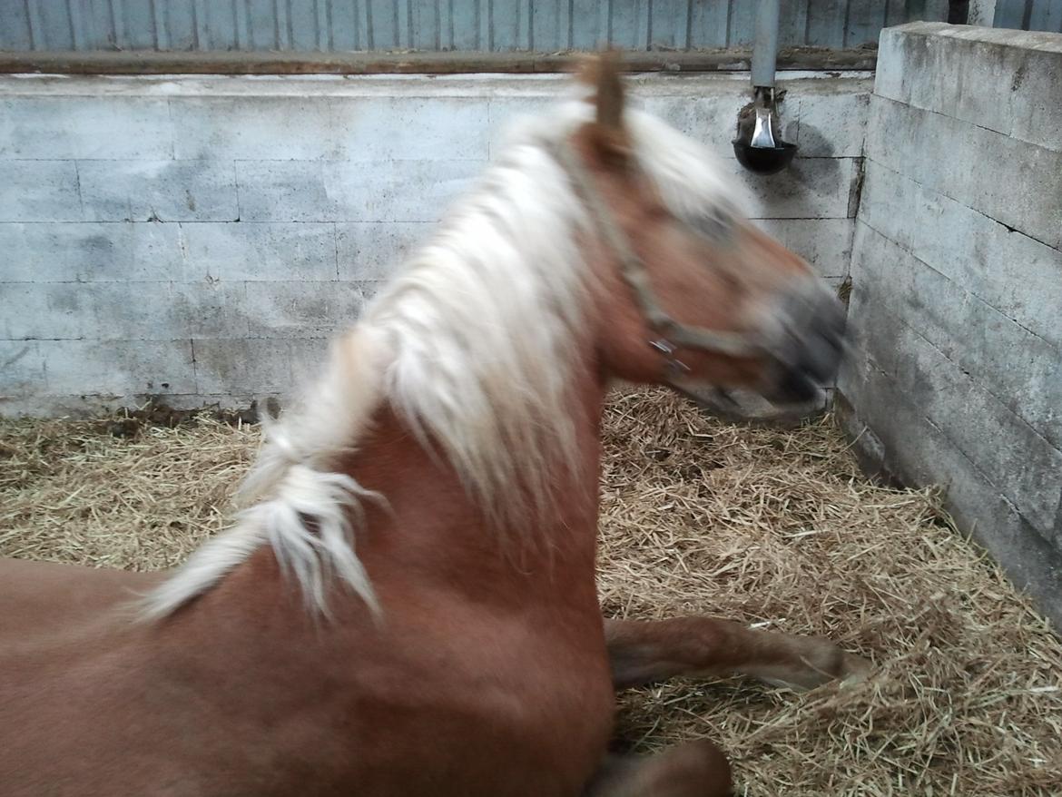 Haflinger Bamse - En af de få gange det har været muligt at få et billede af han ligger ned i boksen, hvilket ikke er ret tit... billede 4