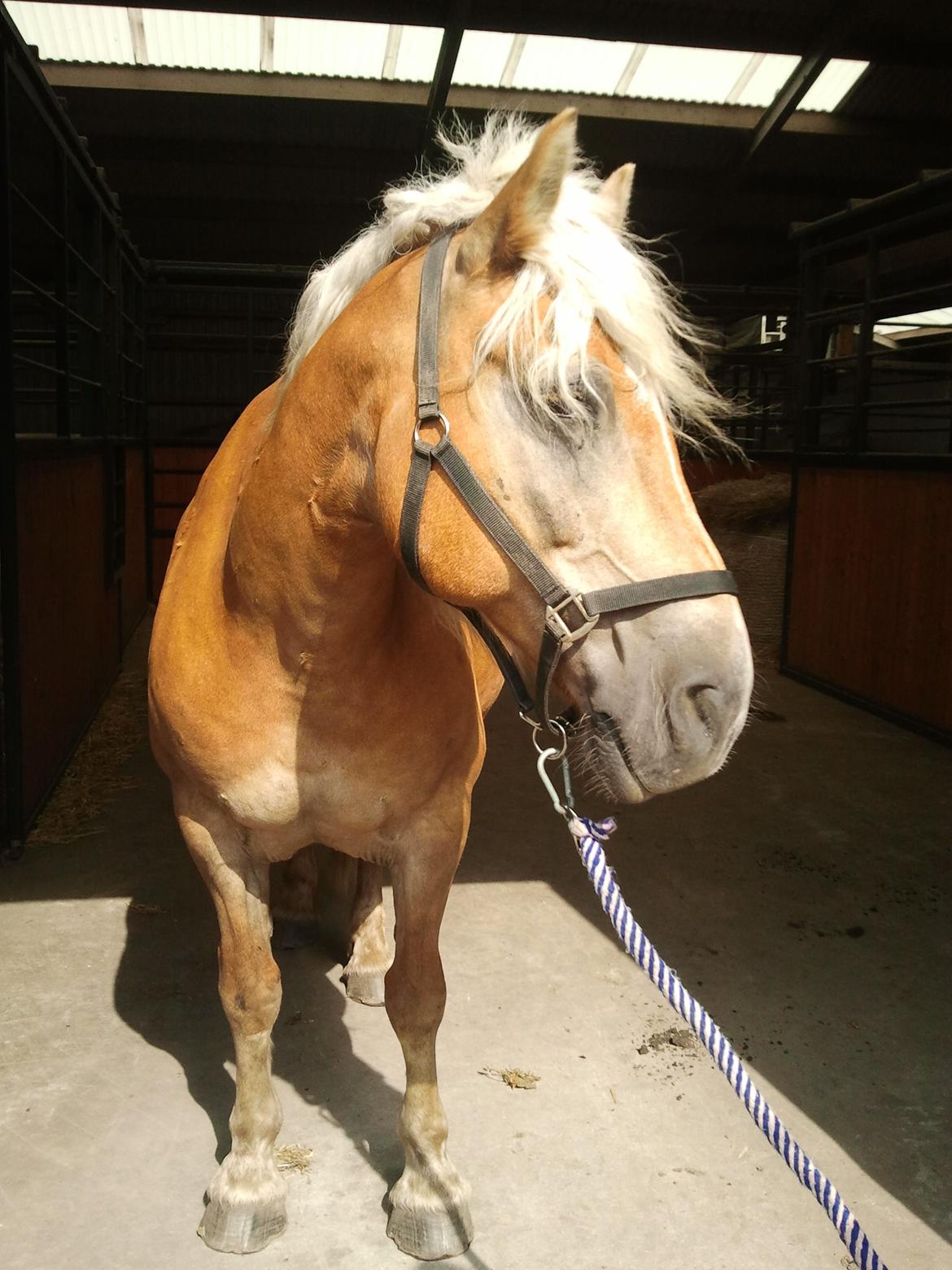 Haflinger Bamse billede 5