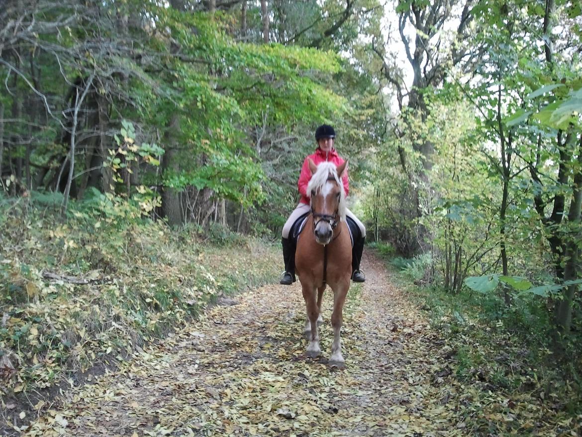 Haflinger Bamse billede 6