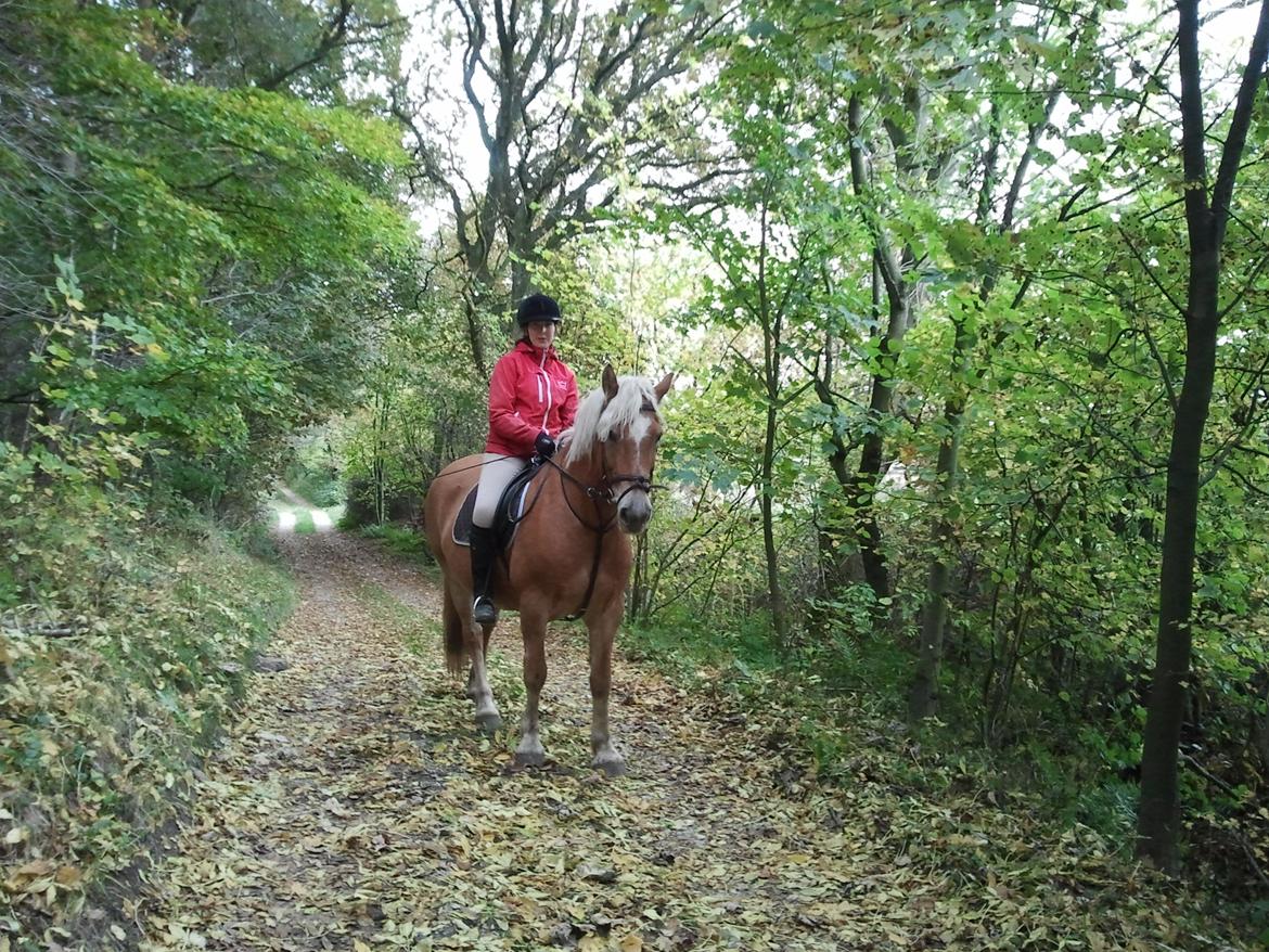 Haflinger Bamse billede 7