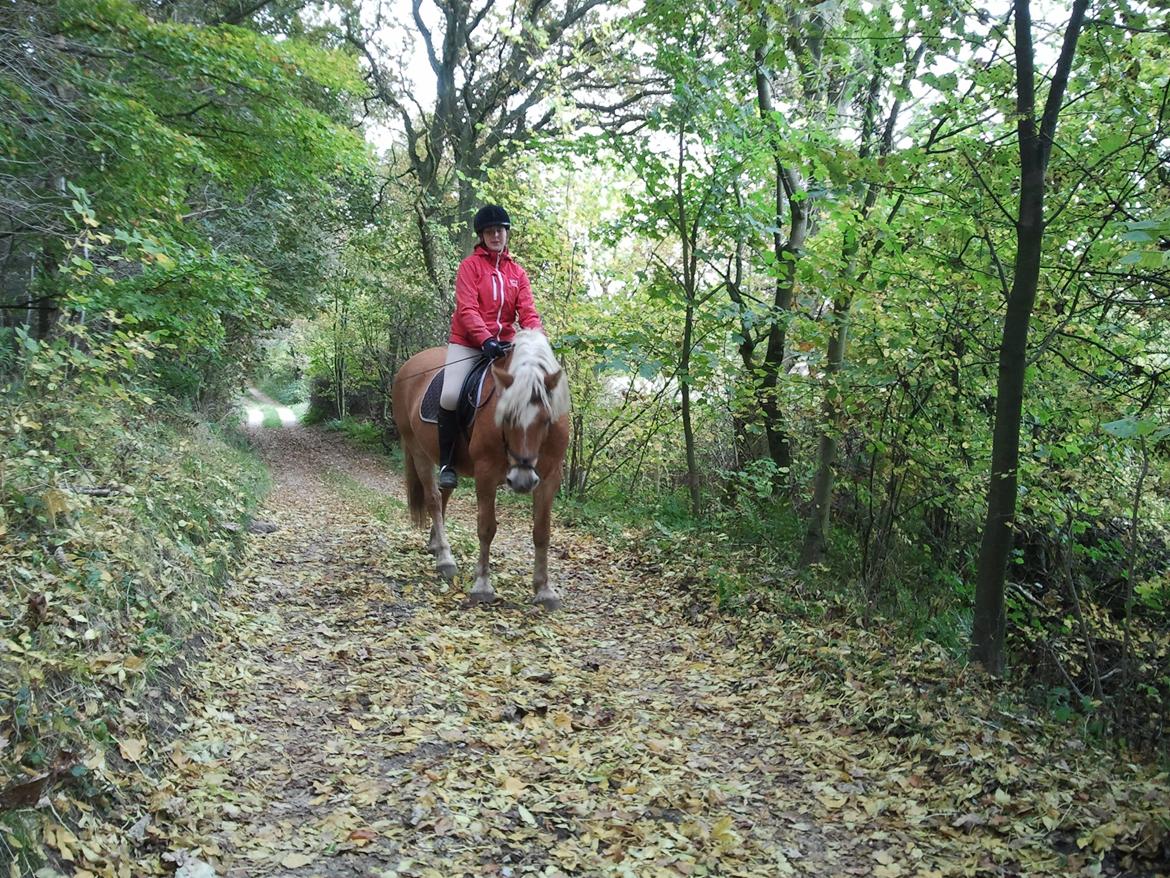 Haflinger Bamse billede 8