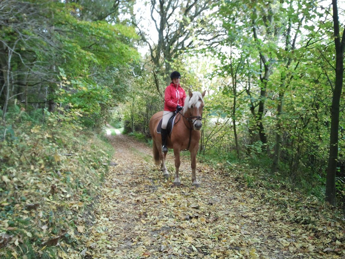 Haflinger Bamse billede 9