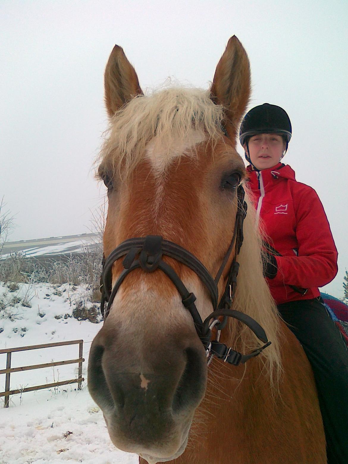 Haflinger Bamse billede 10